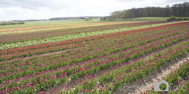 Tulipaner ved Vesterborg